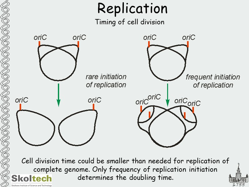 Replication Timing of cell division Cell division time could be smaller than needed for